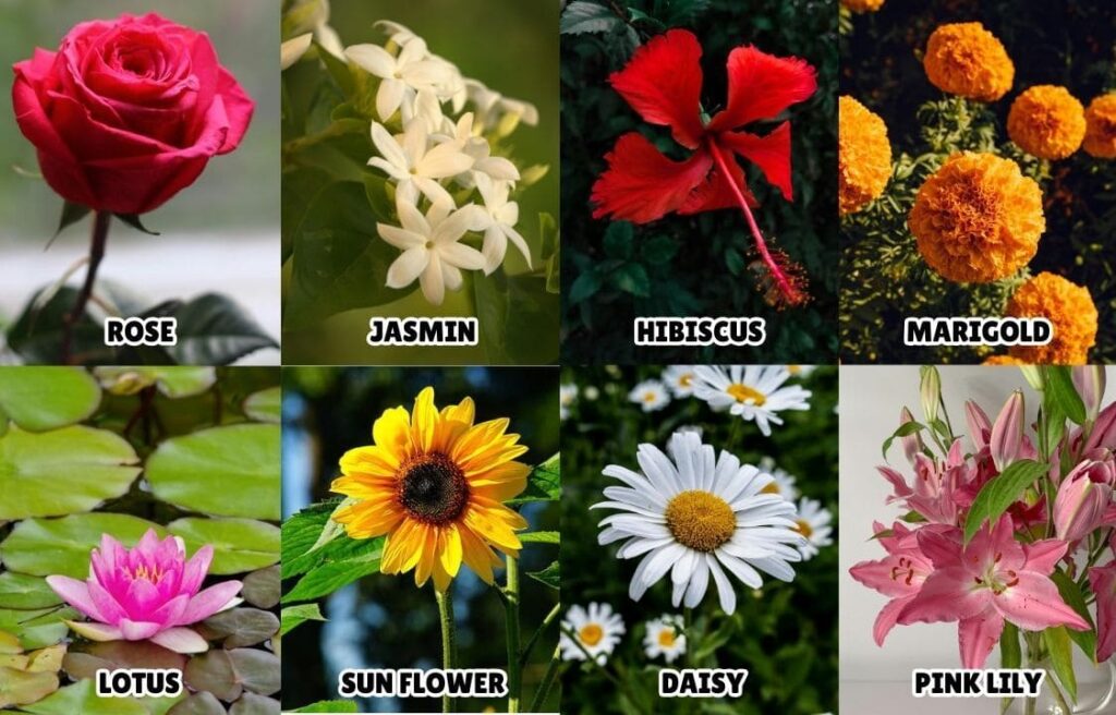 Flowers Name in Malayalam and English