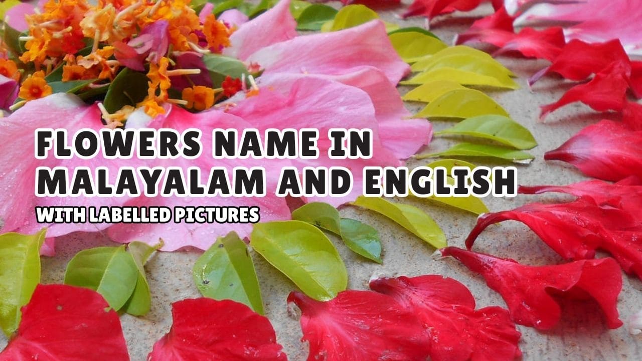 Flowers Name in Malayalam and English with Pictures