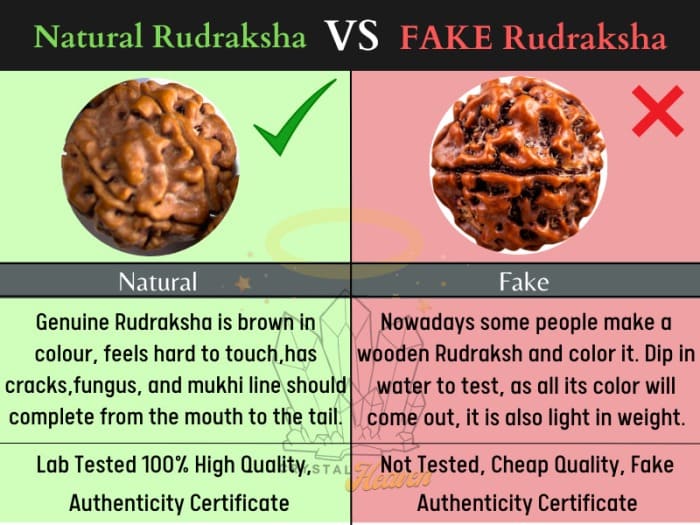 How To Identify Original Rudraksha