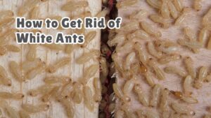 How to get rid of white ants