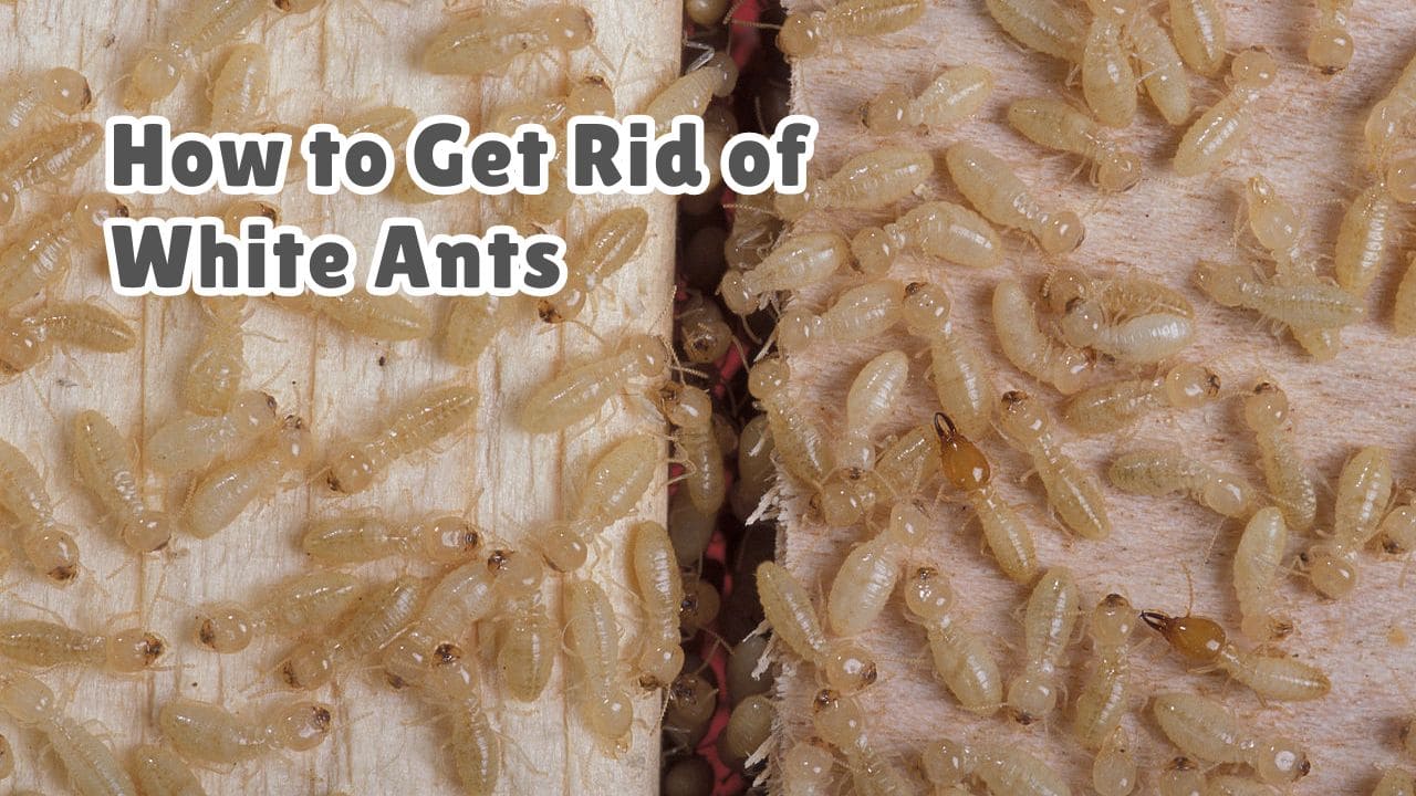 How to get rid of white ants