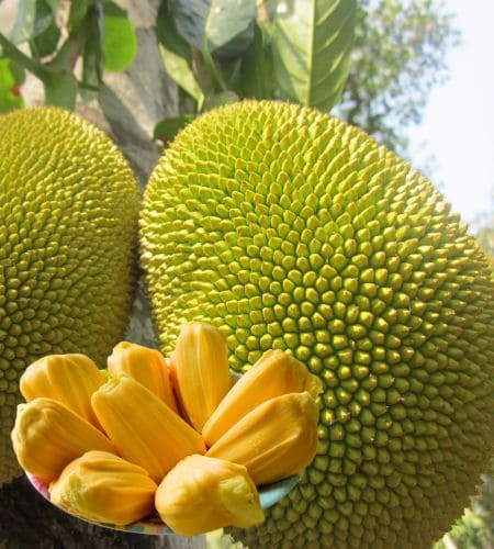 Jackfruit - पनसम् (Panasaṁ) - कटहल