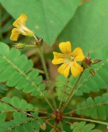 Mukkutti (little tree plant)