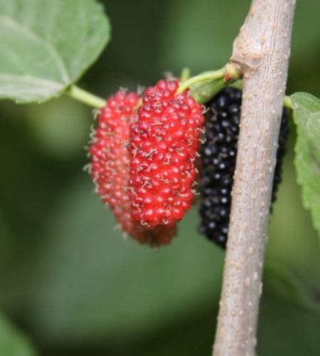 Mulberry - शातपुष्पिका (Śātapuṣpikā) - शहतूत