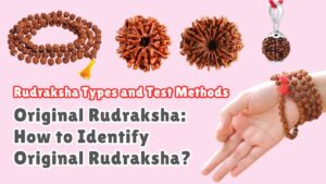 Original Rudraksha How to Identify Original Rudraksha