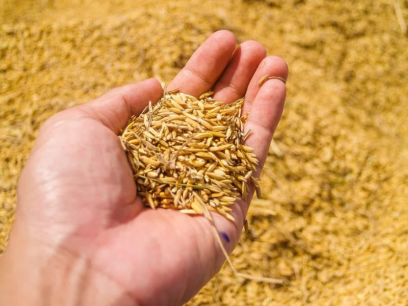 Rice Paddy After harvesting