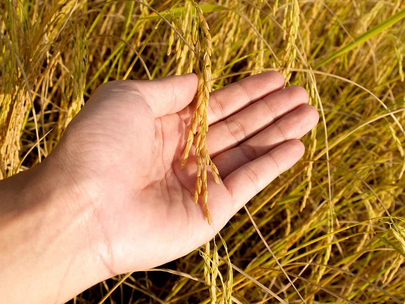 Rice Paddy before harvesting