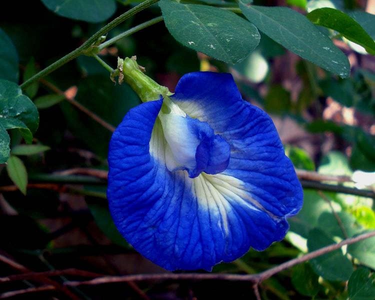 Sankupushpam (Butterfly Pea)