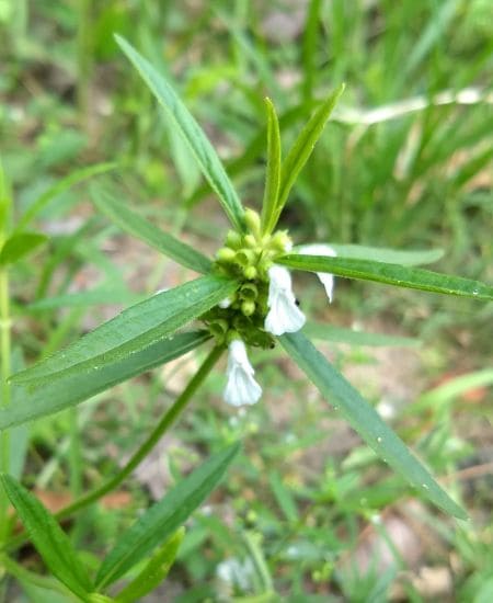 Thumba (Ceylon slitwort)