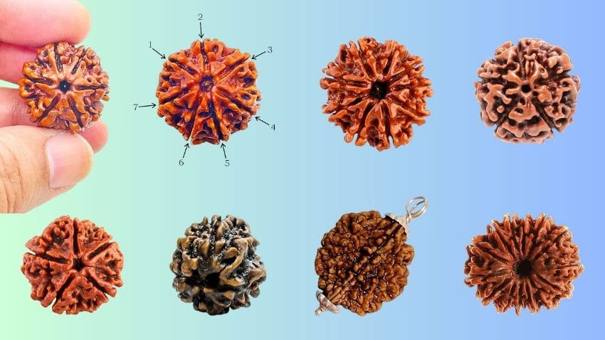 Types of Rudraksha