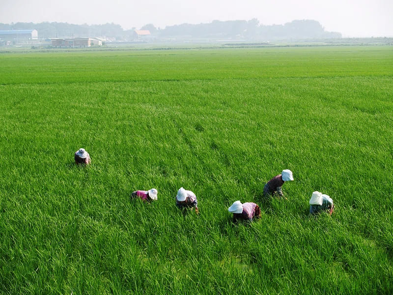 Workers in Rice Field (Rice Crop)