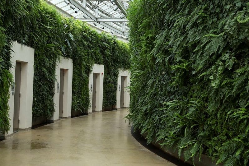 Advantages of Wall Creeper Plants