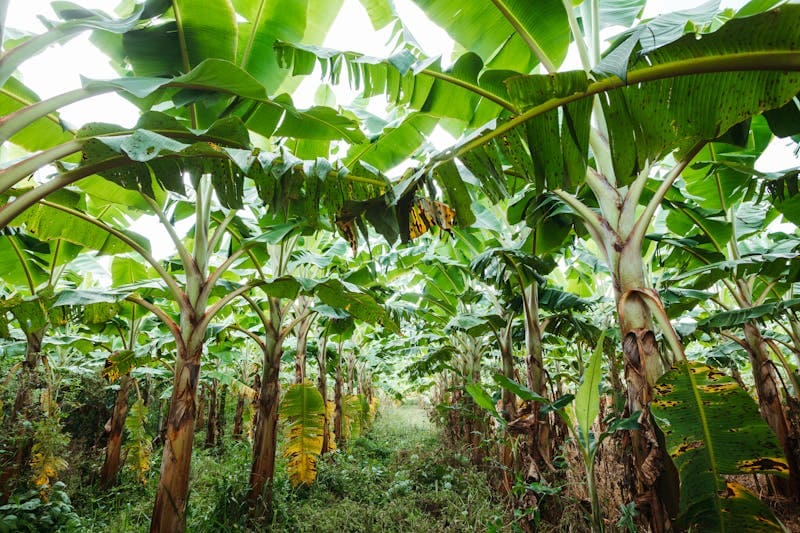 Banana Plantation