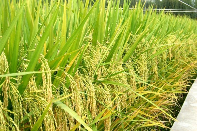 Basmati Rice Farming