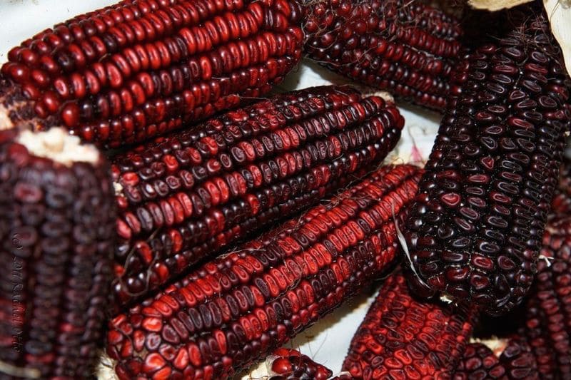 Brown Color Corn