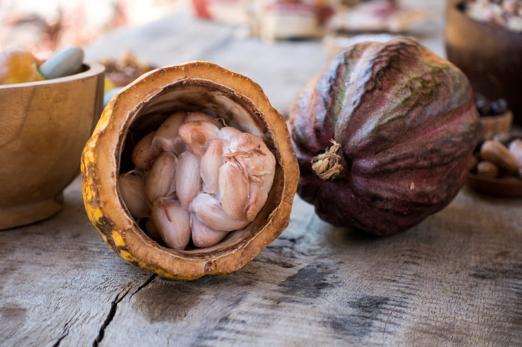 Cocoa beans inside Cocoa pod