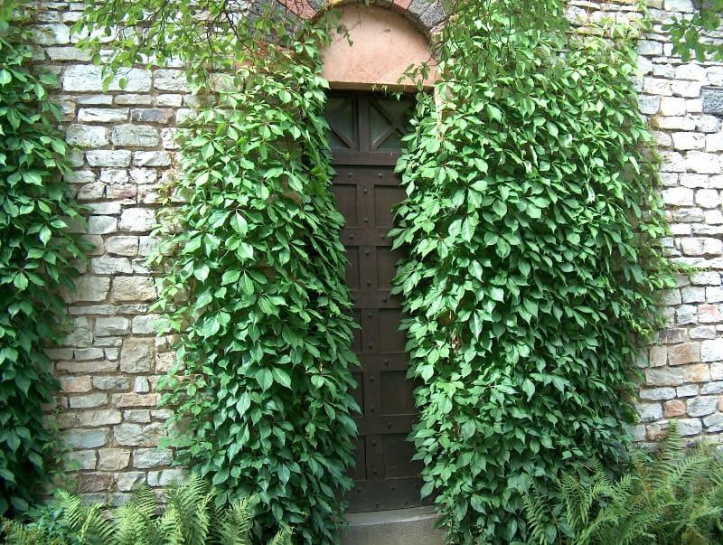 Common Uses Of Wall Creeper Plants