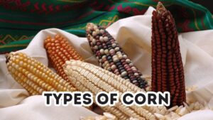 Corn Types White Corn, Yellow Corn, Sweet Corn, Baby Corn, Multicolor Corn, Brown Corn