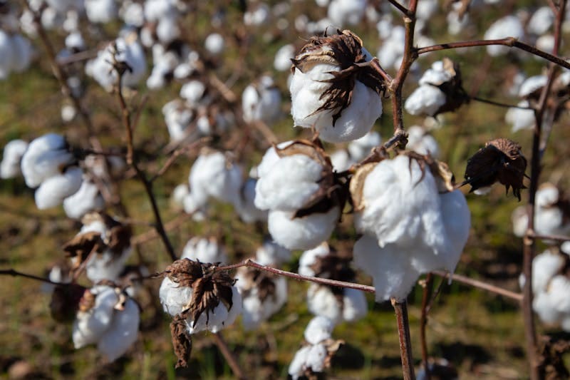 Cotton Field