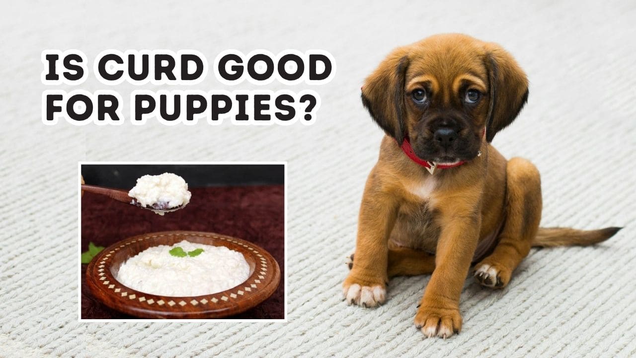 Is Curd Good for puppies