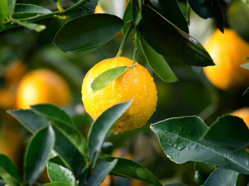 Lemon Tree in Dream