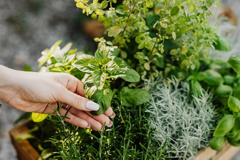 Medicinal Herbs