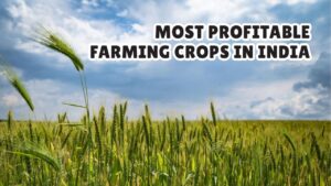 Most Profitable Farming Crops in India