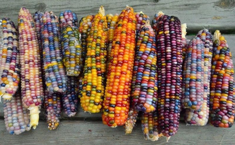 Multicolored Corn