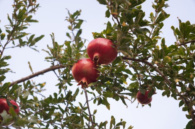 Pomegranate Tree