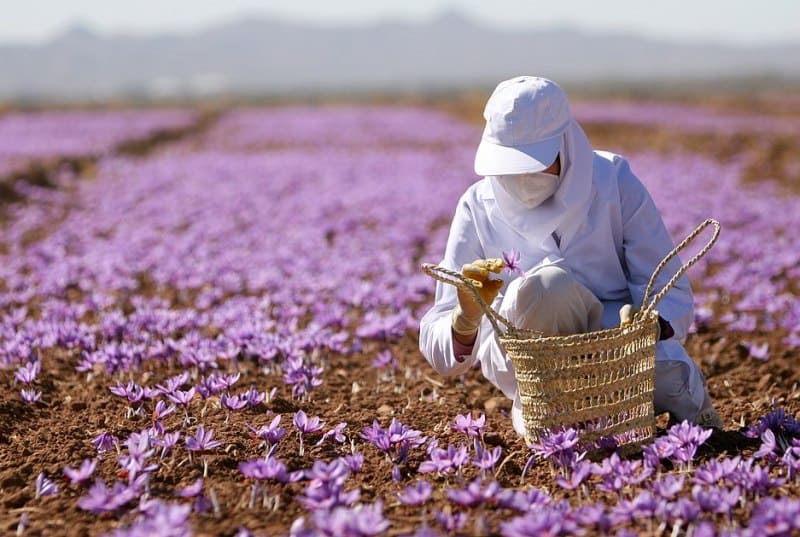 Saffron Farming