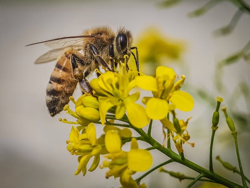 Seeing Honey Bee in Dream