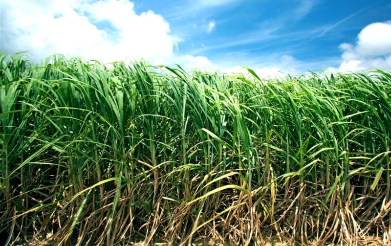 Sugarcane Field