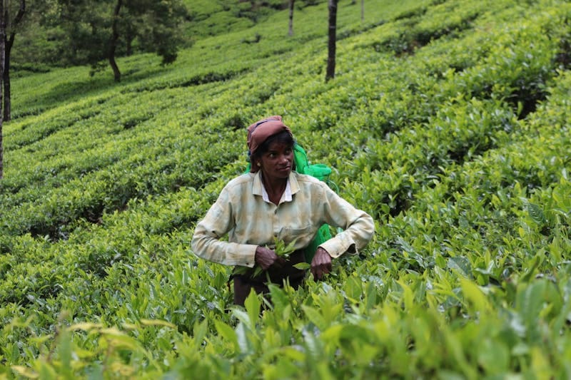 Tea Plantation