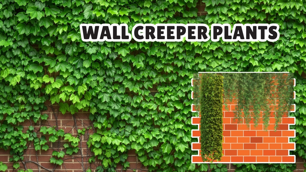 Wall Creeper Plants for Indoors and Outdoor Walls