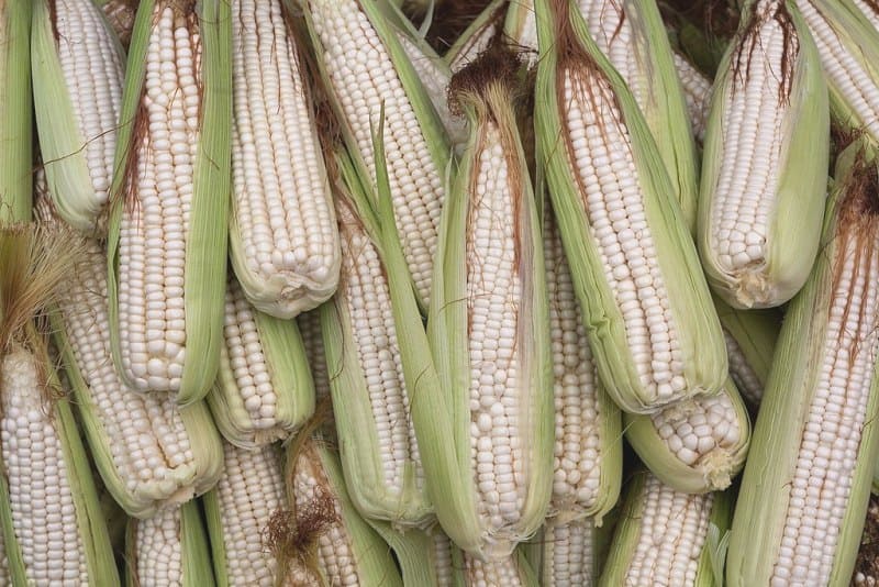 White Corn