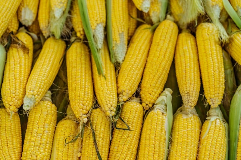 Yellow Corn