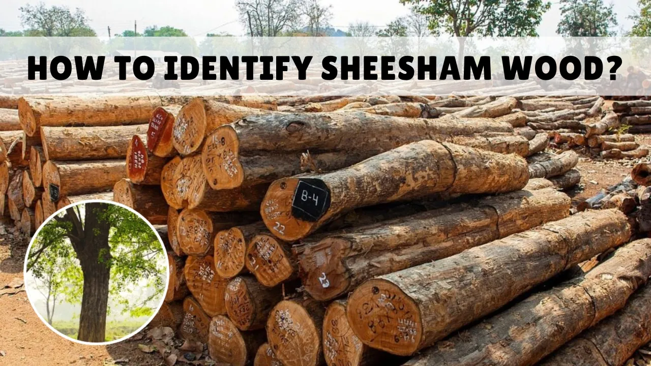 How to Identify Sheesham Wood
